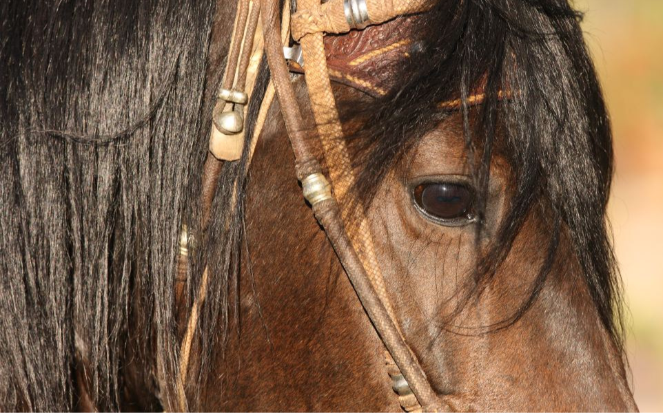 Peruvian Paso horses