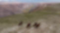 Coastal horseback riding expedition in Arequipa, Peru