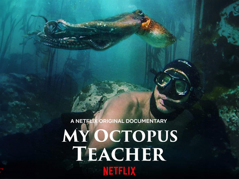 MY OCTOPUS TEACHER - Film dokumentalny - Netflix