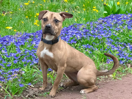 🐾 Rescue of the Month: US Dog Coalition & Rescue