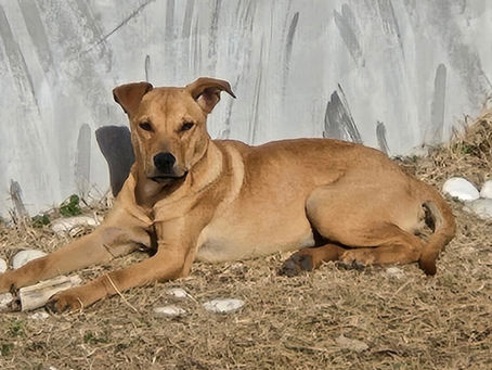 Winter's Grace -Rescue of the Month: Celebrating Compassion, Second Chances, and the Animals Who Inspire Us
