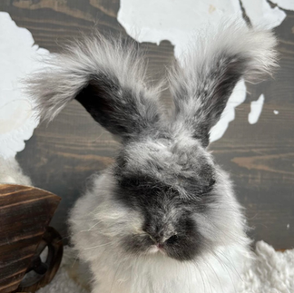 Magpie English Angora