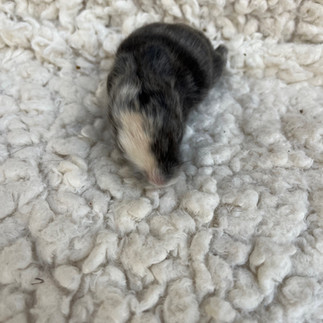English Angora Harlequin Kits