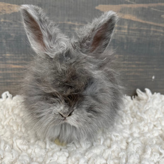 Magpie English Angora