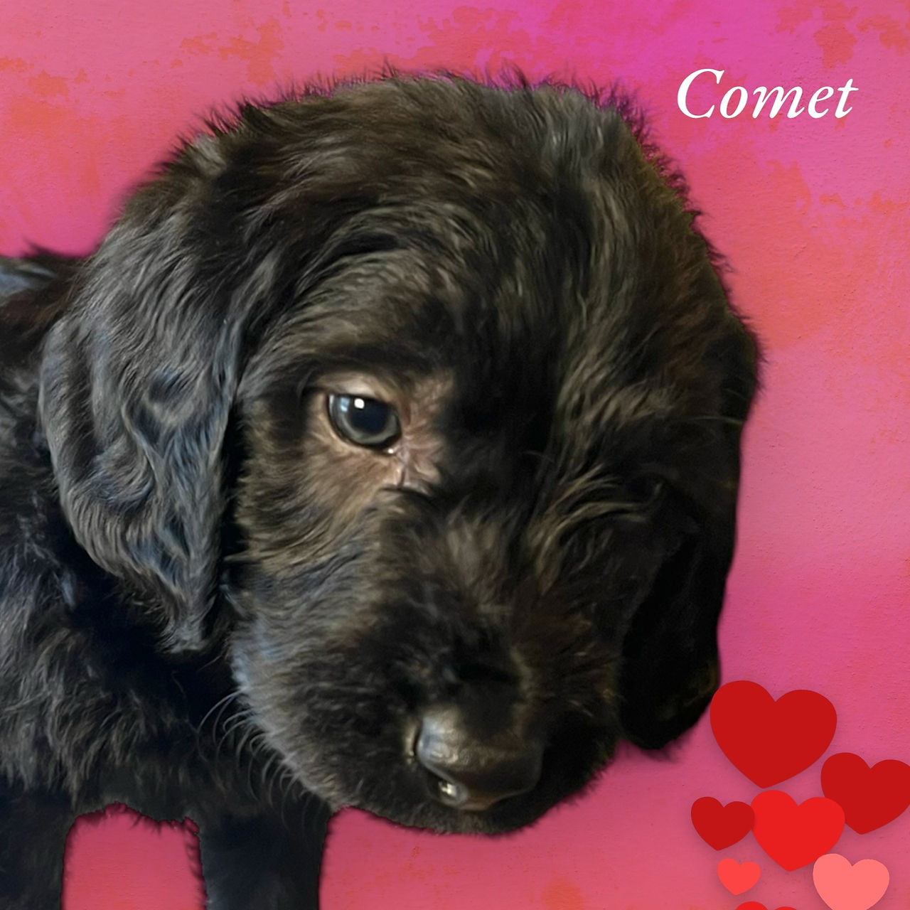 Black Labradoodle Boy