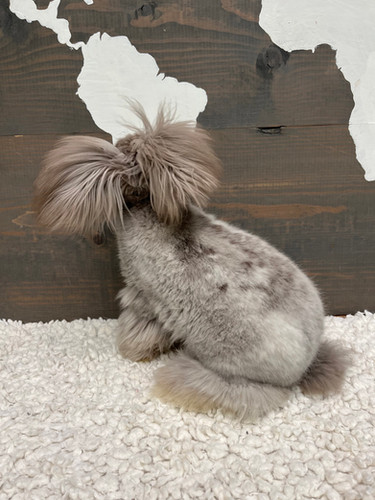 Chinook Cocolate vc -Buck Mora Angora