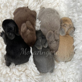 Black, Chocolate, Blue, Lilac and blue tort english angoras on white blanket