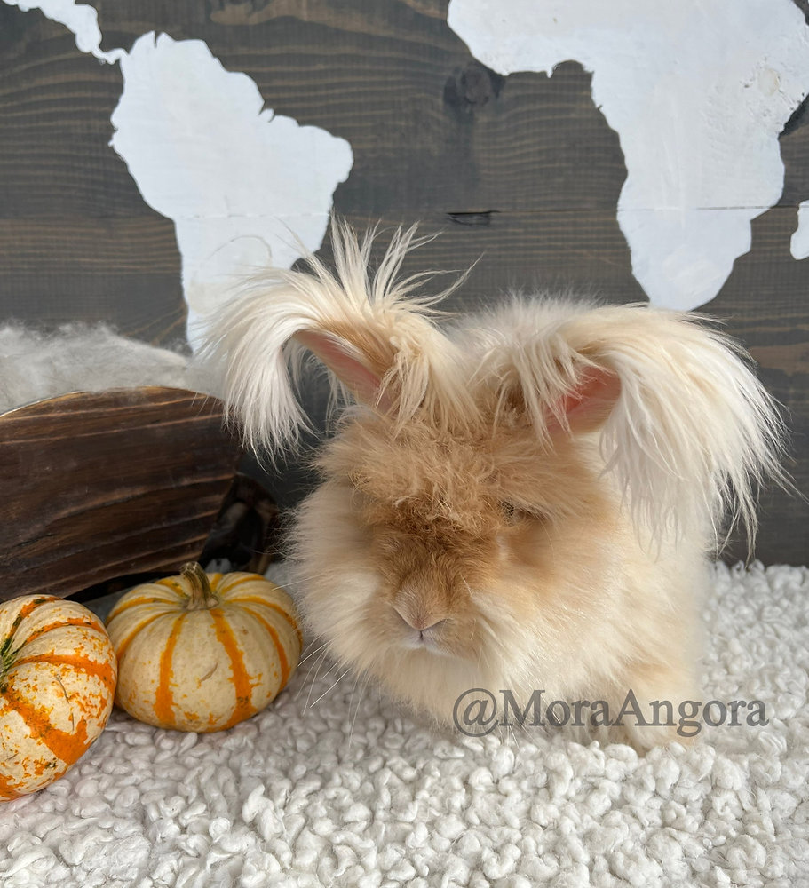 Angora Rabbit Nature Can Angora Rabbits Live Outside?