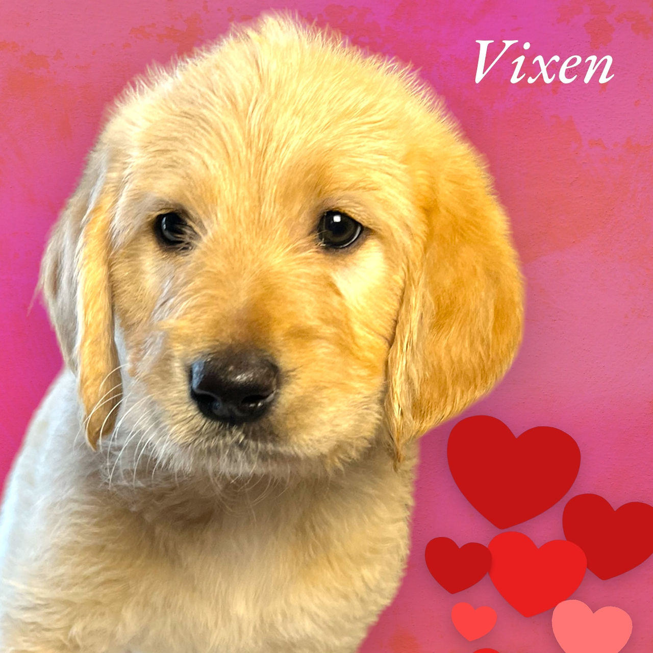 Golden Labradoodle Gil
