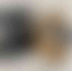 English Angora Otter Kits