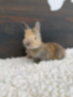 Thumbnail: Sage - Buck - Blue & Fawn Harlequin