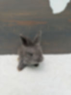 Thumbnail: John Adams - VC Lilac - Buck