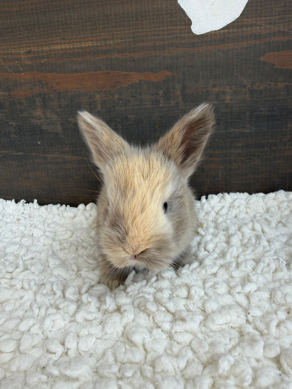 Thumbnail: Primrose - Doe - Lilac & Fawn Harlequin