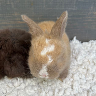 Vienna Marked Chocolate Tortoiseshell