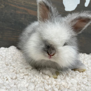 Blue Magpie English Angora