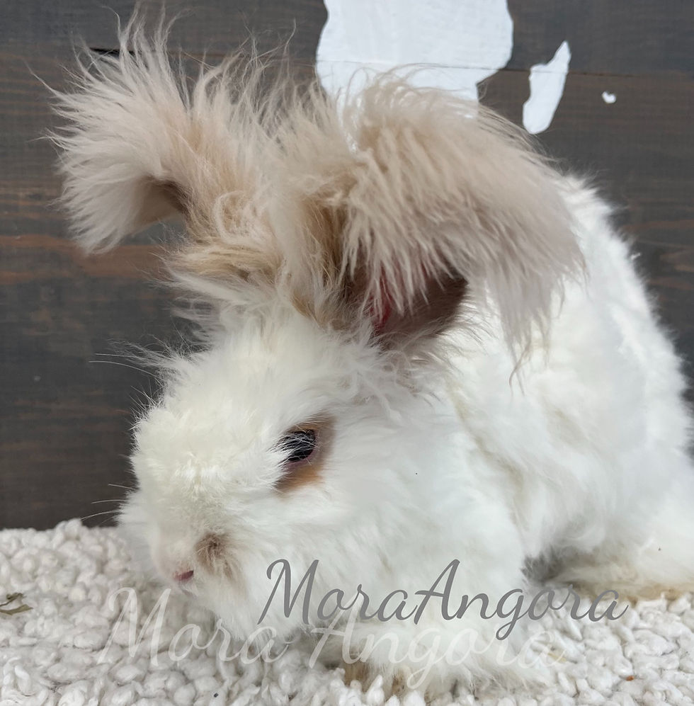 White with tan ears English Angora on white blanket with a grey/white background