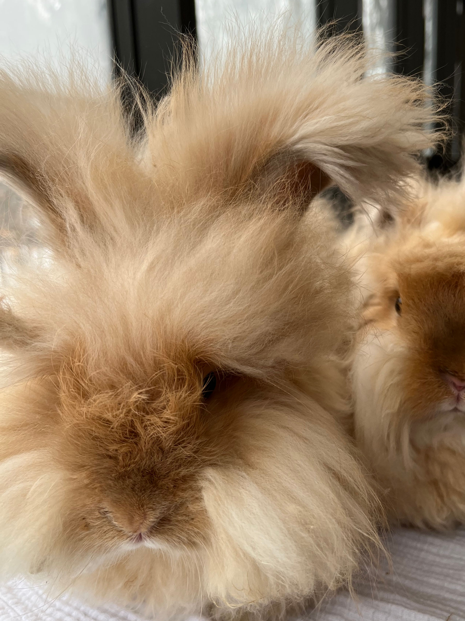 High Rufus Fawn English Angora