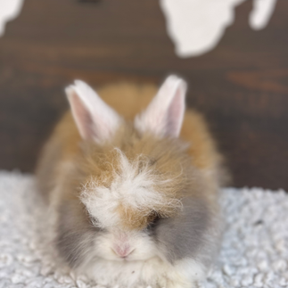 White Ear English Angora