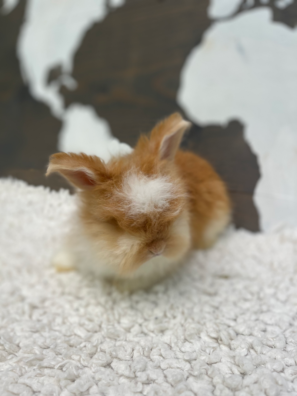 Angora Rabbit for Sale | Angora Wool | Mora Angora