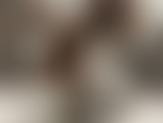 Chocolate Engliwsh Angora