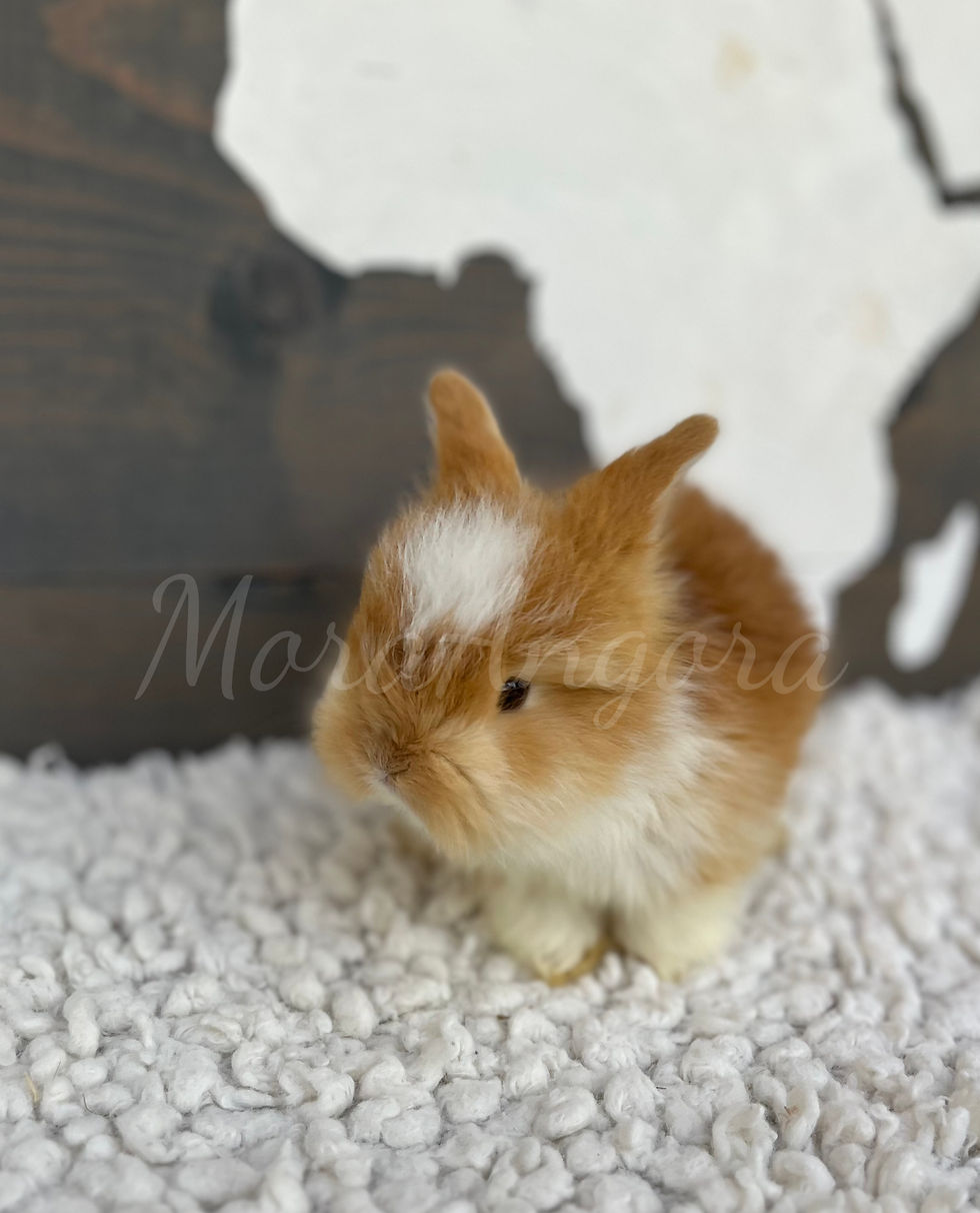 Angora Rabbit for Sale | Angora Wool | Mora Angora