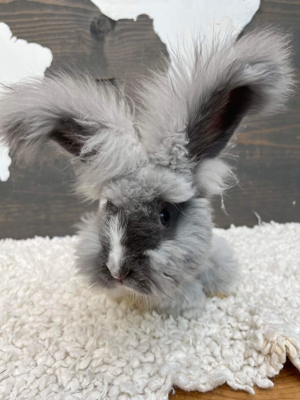 Angora Rabbit for Sale Angora Wool Mora Angora
