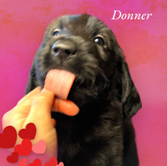 Black Labradoodle Boy