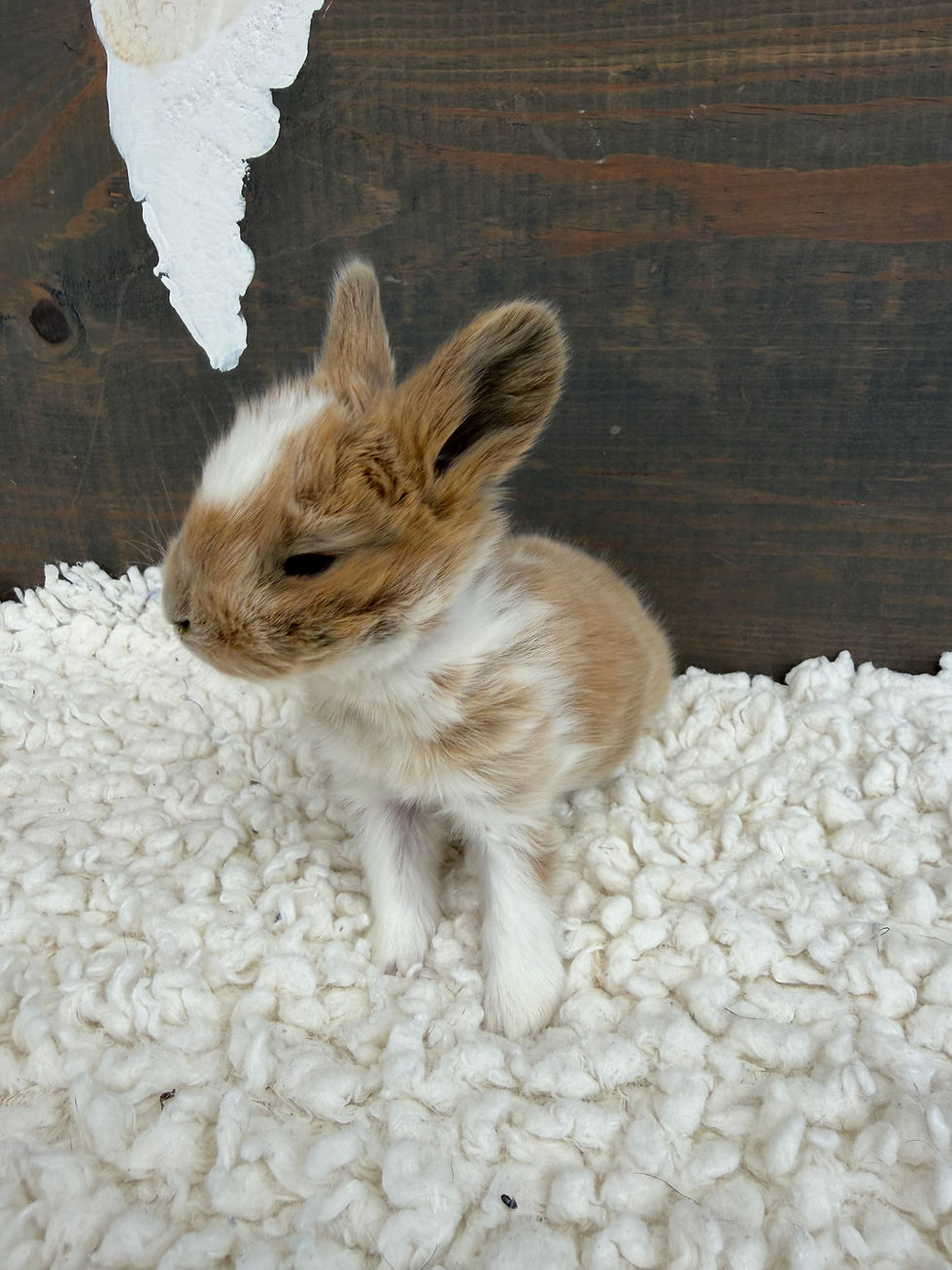 Thumbnail: Poppy Seed - Doe - Booted Blue Tri color