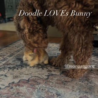 Dog and English Angora