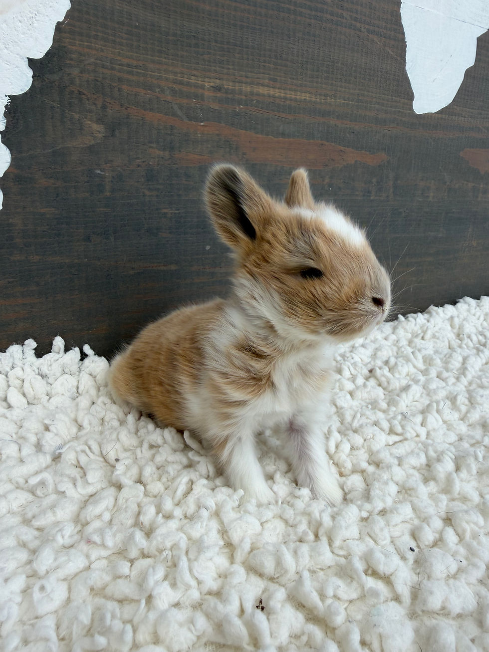 Thumbnail: Poppy Seed - Doe - Booted Blue Tri color