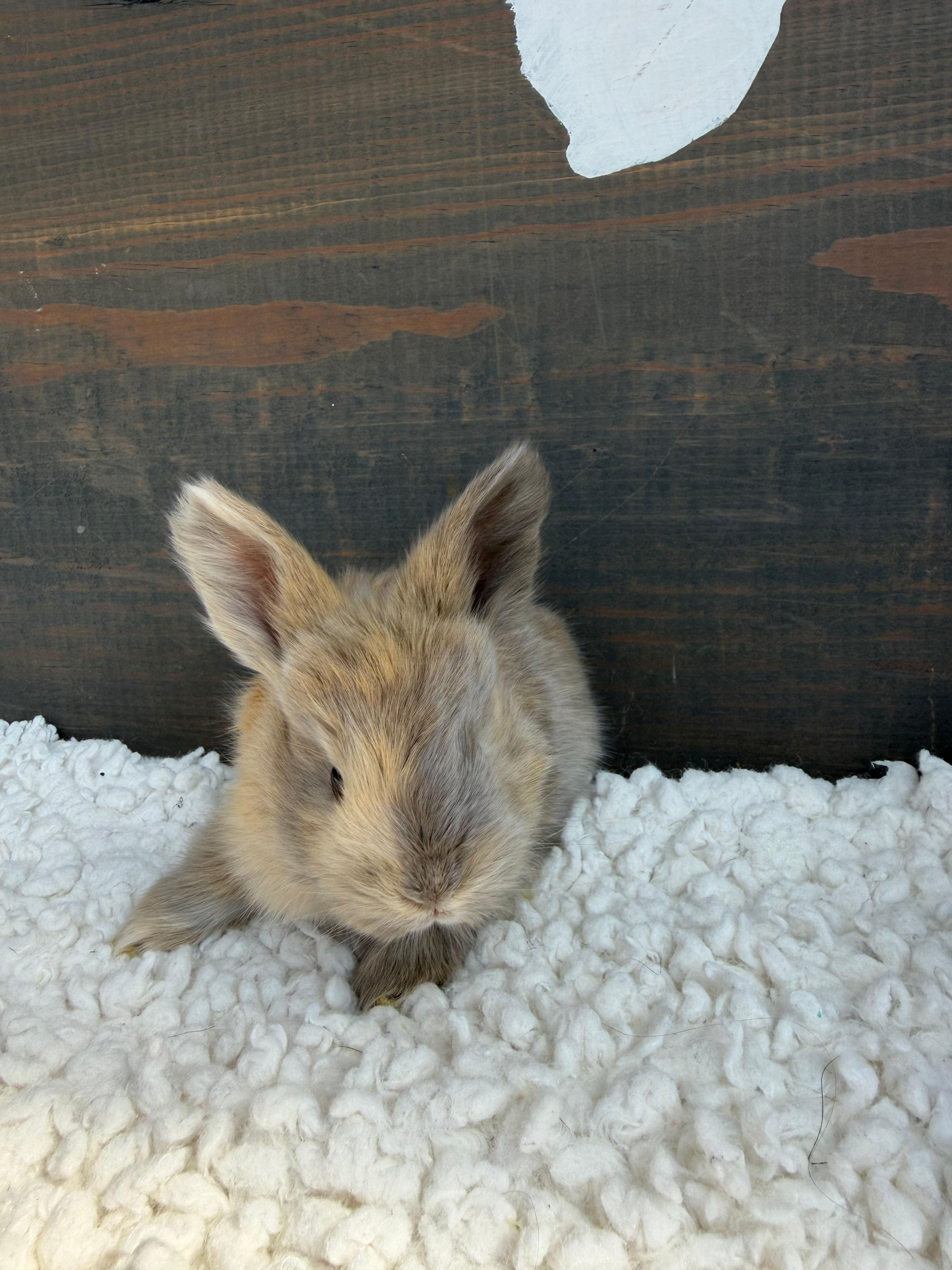 Daisy - Doe - Lilac & Fawn Harlequin