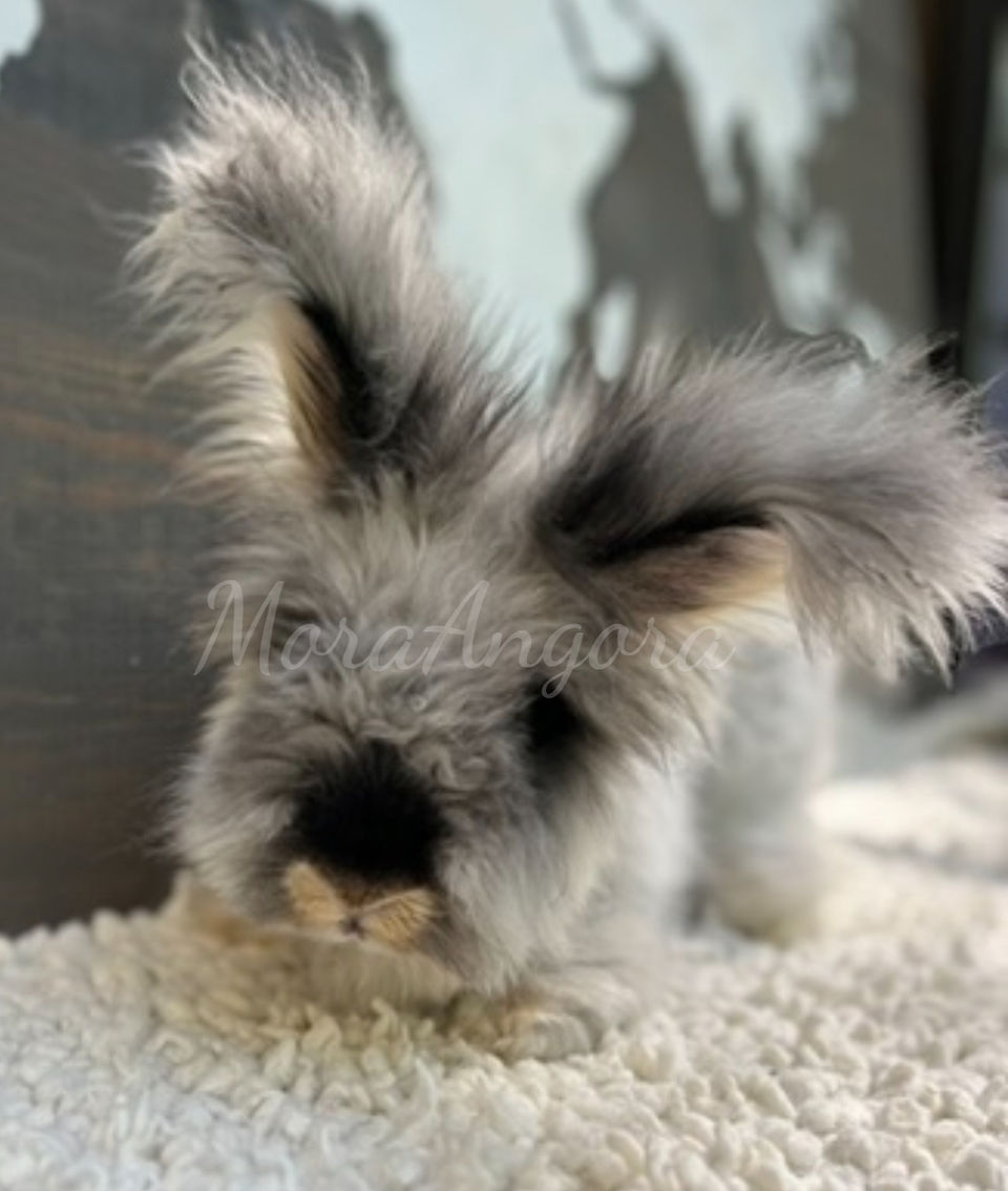 English Angora Rabbit
