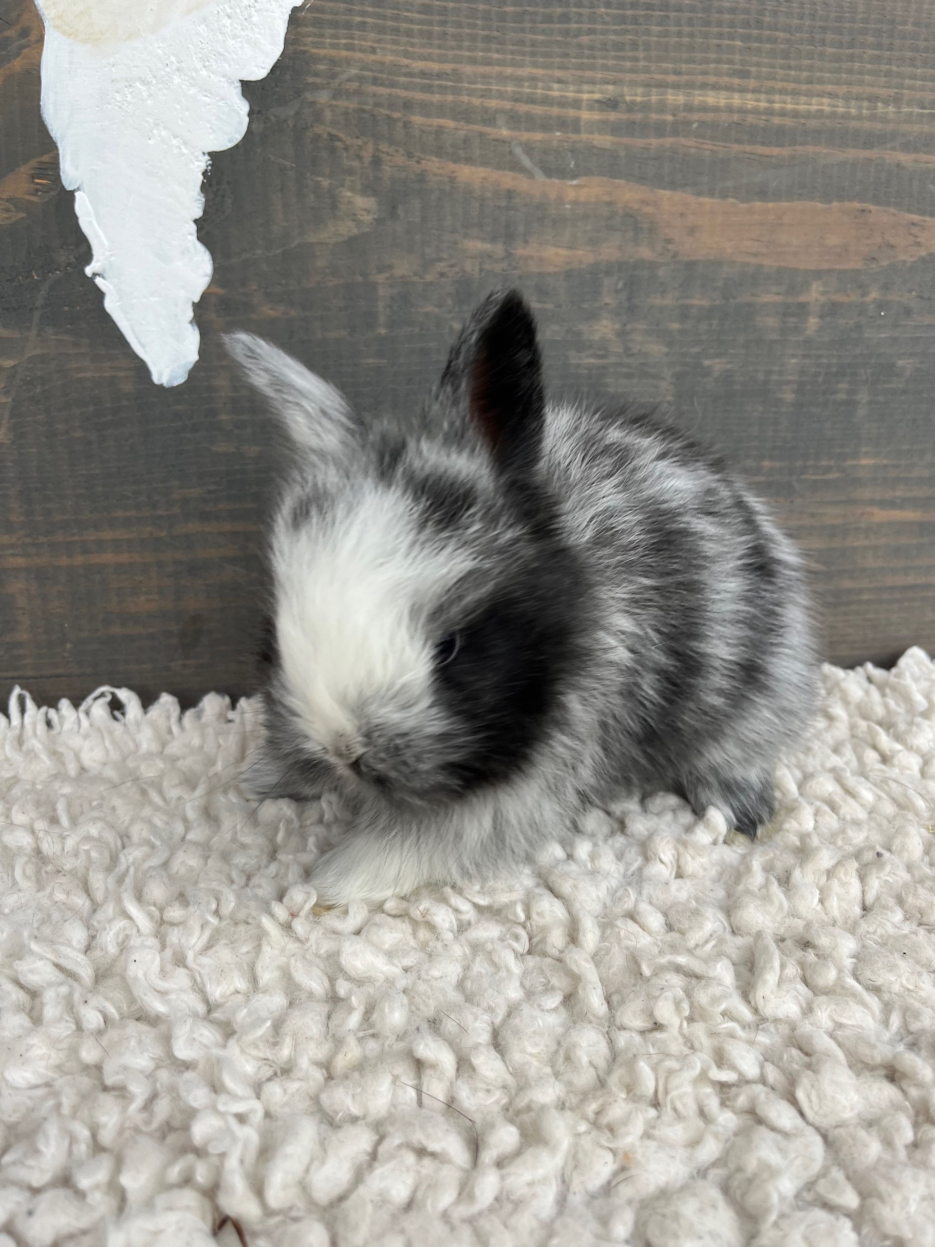 Magpie Angora Rabbit