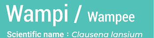 11.wampi .png