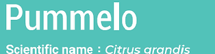 8.pummelo.png