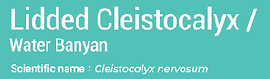 9.lidded cleisyocalyx.png