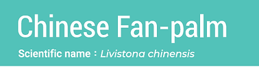 14.chinese fan palm.png