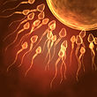 AdobeStock_32576627_ovule_et_spermatozoï