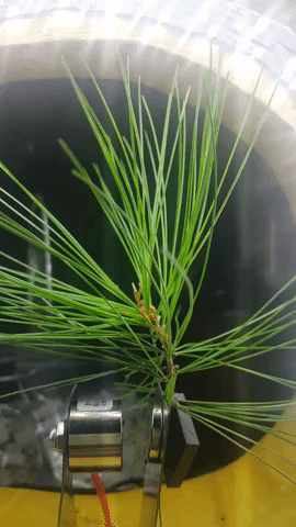 plant.gif