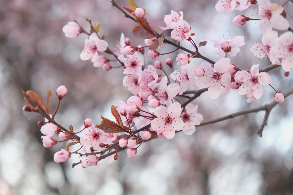 pink-blossoms-on-cherry-tree-in-spring-2022-11-11-20-54-57-utc-copy-scaled_edited.jpg