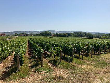 Vignoble du Beaujolais