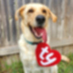 Thumbnail: Heart Pet Costume