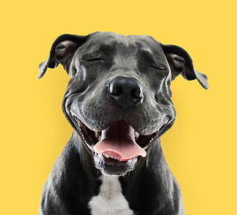 Funny Pitbull Portrait