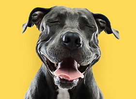 Retrato divertido de Pitbull