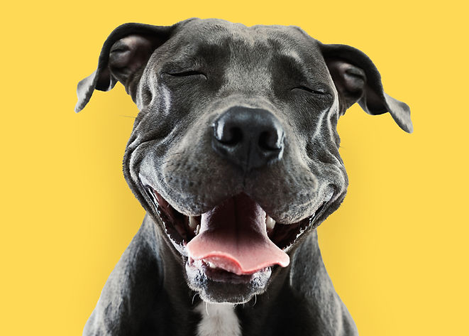 Funny Pitbull Portrait