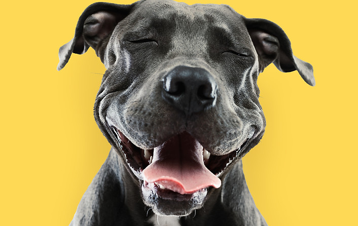 Funny Pitbull Portrait