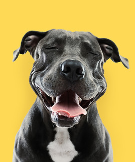 Lustiges Pitbull Portrait