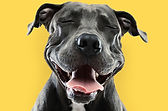 Funny Pitbull Portrait