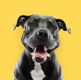 Retrato divertido de Pitbull