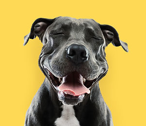 Funny Pitbull Portrait
